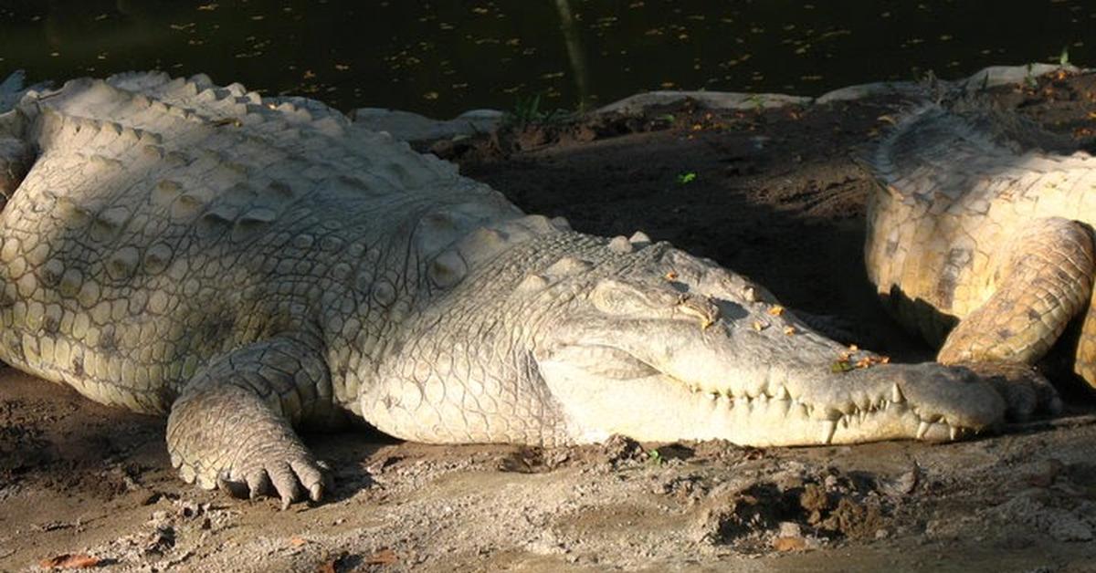 The Orinoco Crocodile, an example of Crocodylus intermedius, in its natural environment.