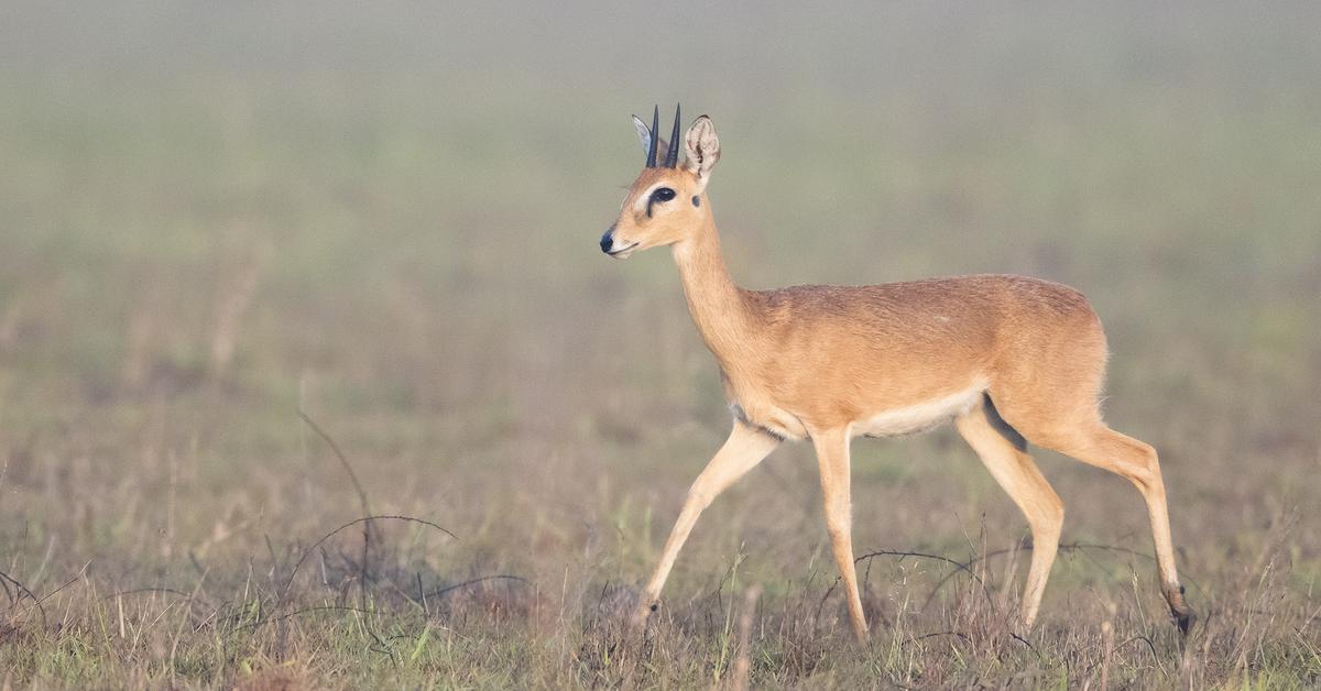 Exquisite image of Oribi, in Indonesia known as Oribi.