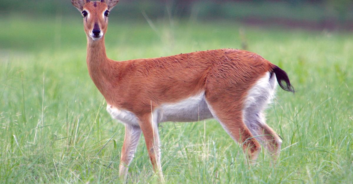 Graceful Oribi, a creature with the scientific name Ourebia ourebi.