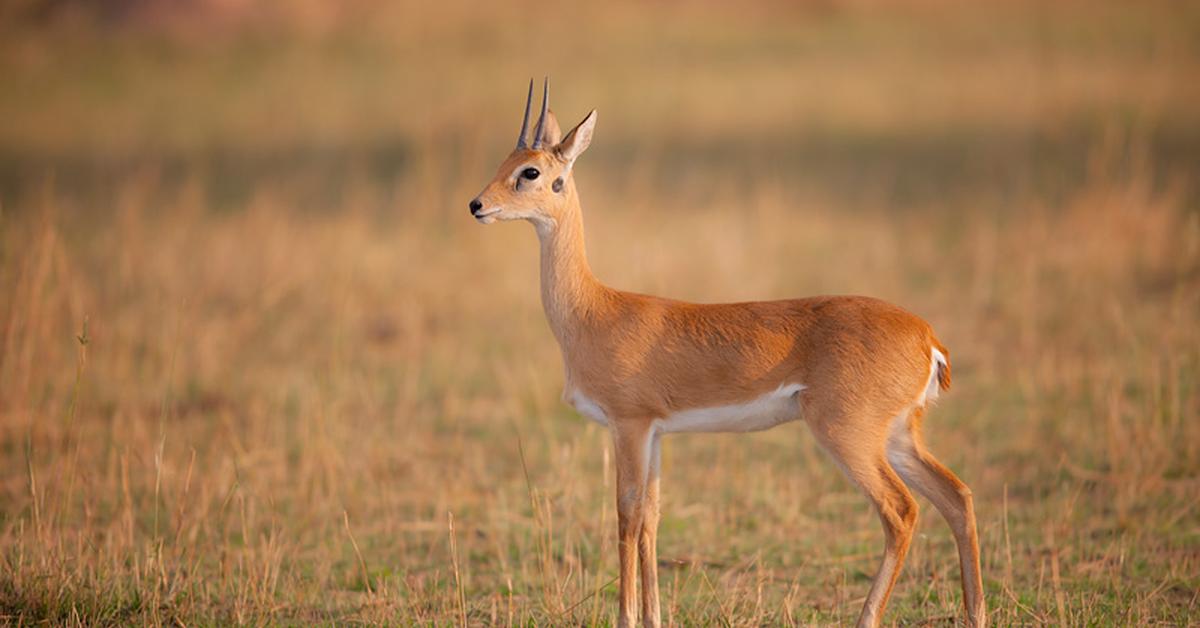 Striking appearance of the Oribi, known in scientific circles as Ourebia ourebi.