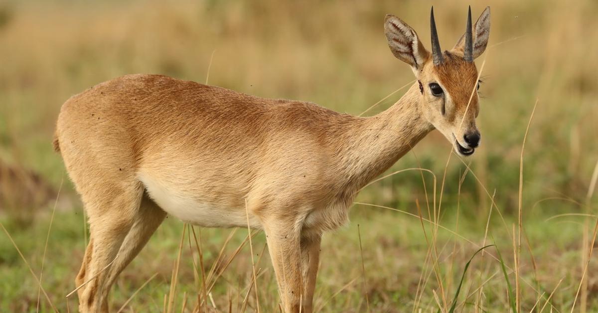 Insightful look at the Oribi, known to Indonesians as Oribi.