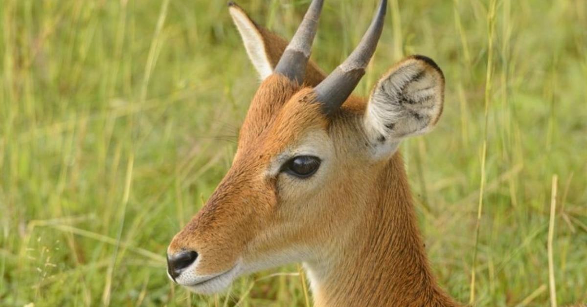 Engaging shot of the Oribi, recognized in Indonesia as Oribi.