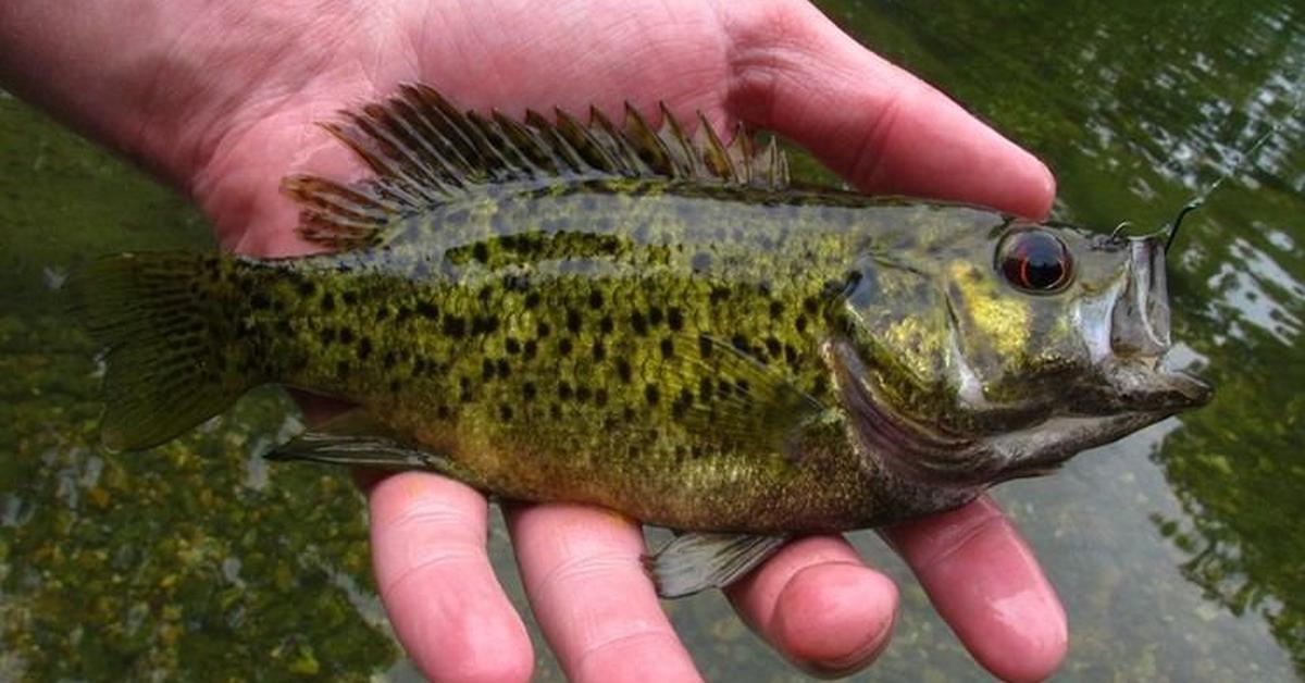 Picture of Ozark Bass, known in Indonesia as Bass Ozark.