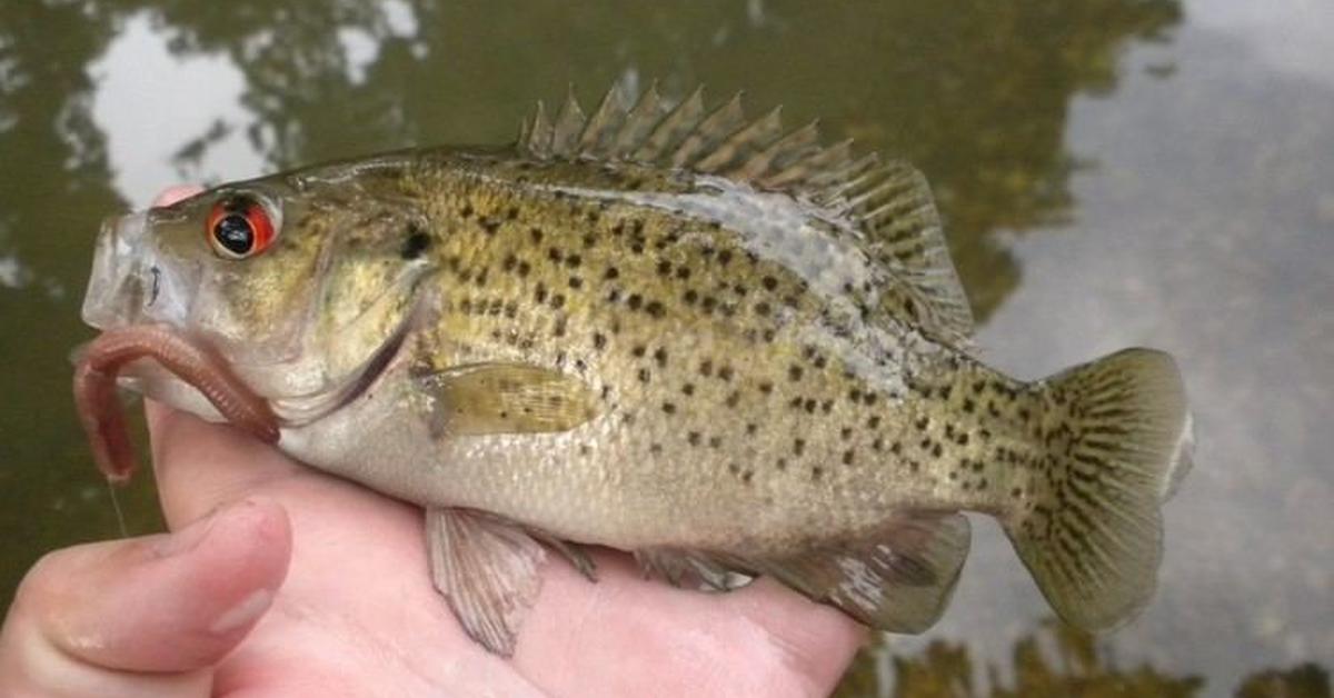 Splendid image of the Ozark Bass, with the scientific name Ambloplites constellatus.