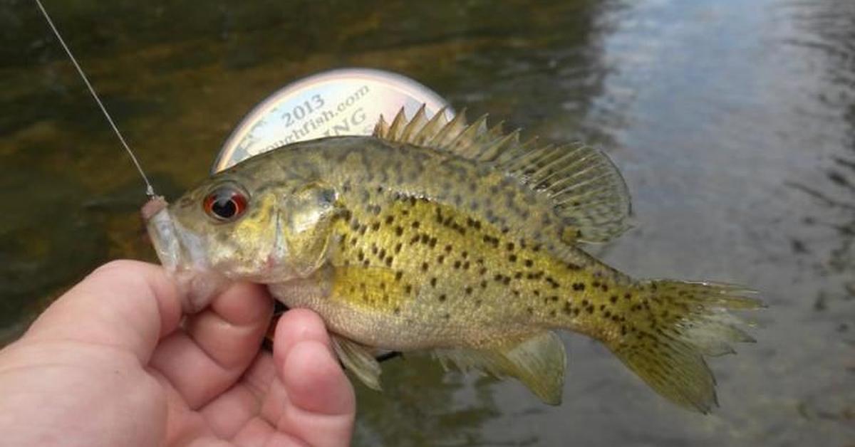 Exquisite image of Ozark Bass, in Indonesia known as Bass Ozark.