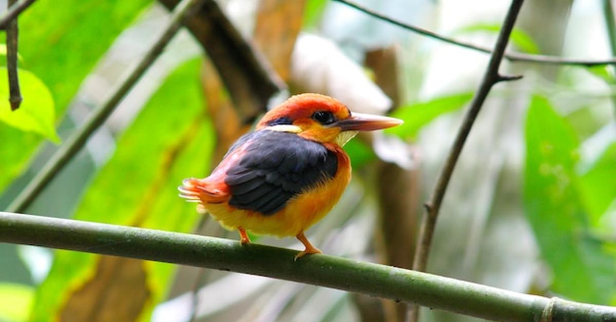 Splendid image of the Oriental Dwarf Kingfisher, with the scientific name Ceyx erithaca.