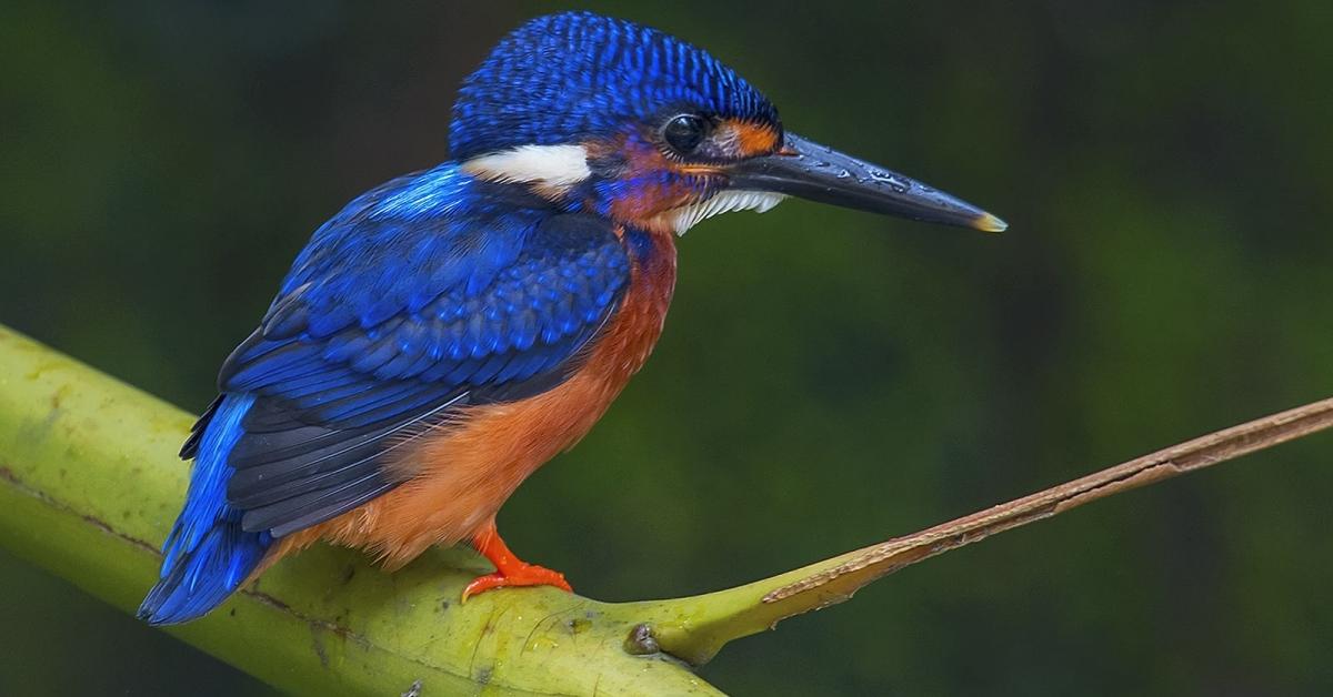 Exquisite image of Oriental Dwarf Kingfisher, in Indonesia known as Raja Udang Kerdil Oriental.