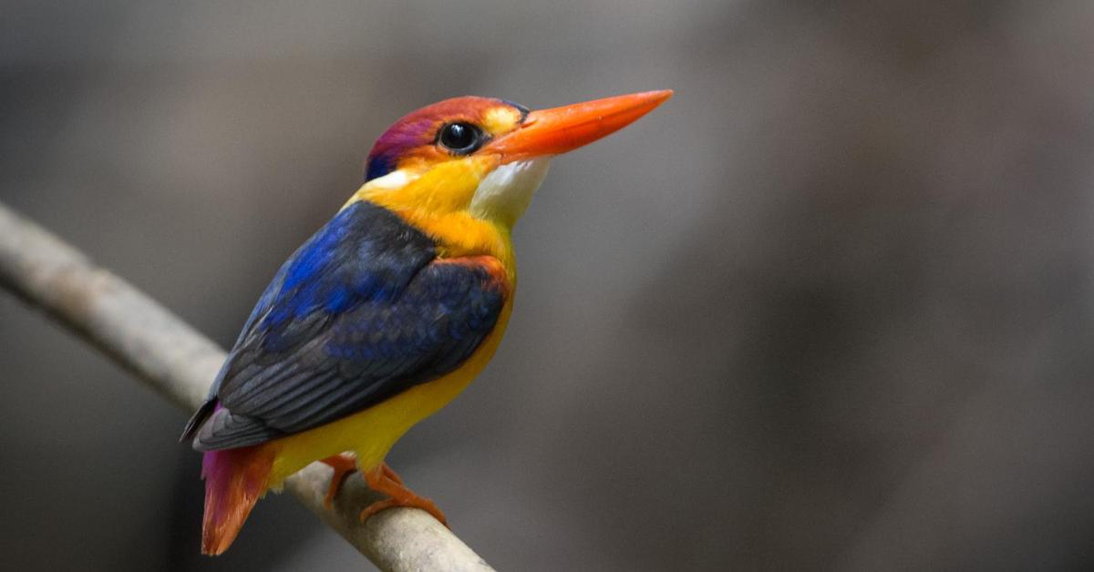 Portrait of a Oriental Dwarf Kingfisher, a creature known scientifically as Ceyx erithaca.