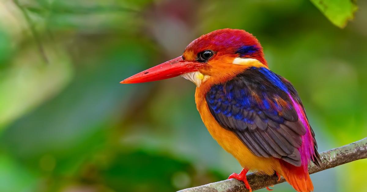 Image showcasing the Oriental Dwarf Kingfisher, known in Indonesia as Raja Udang Kerdil Oriental.