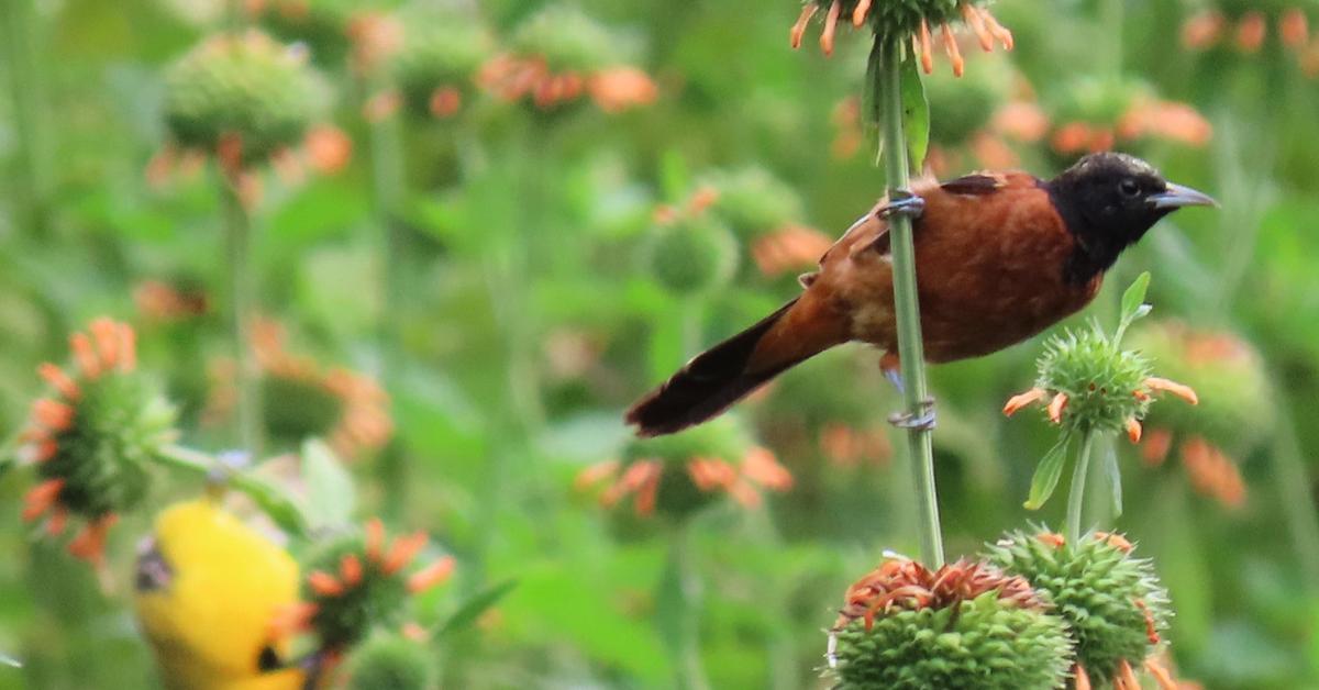 The fascinating Orchard Oriole, scientifically known as Icterus spurius.