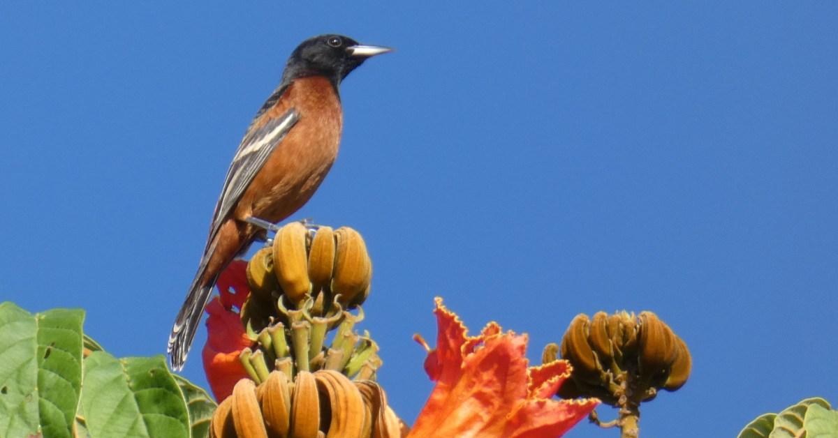 Insightful look at the Orchard Oriole, known to Indonesians as Burung Kuntul Kebun.