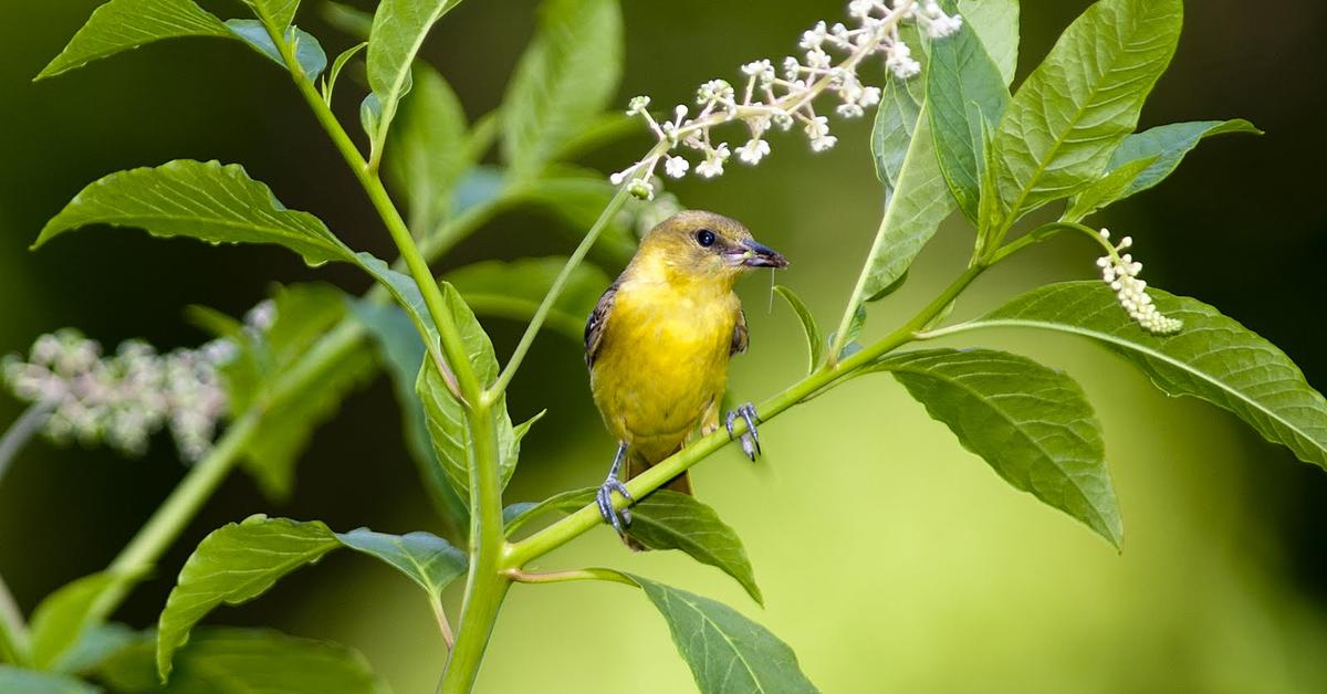 The Orchard Oriole, a species known as Icterus spurius, in its natural splendor.