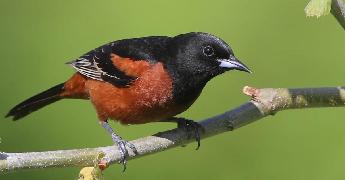 The fascinating Orchard Oriole, scientifically known as Icterus spurius.