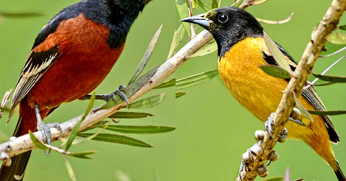 Distinctive Orchard Oriole, in Indonesia known as Burung Kuntul Kebun, captured in this image.