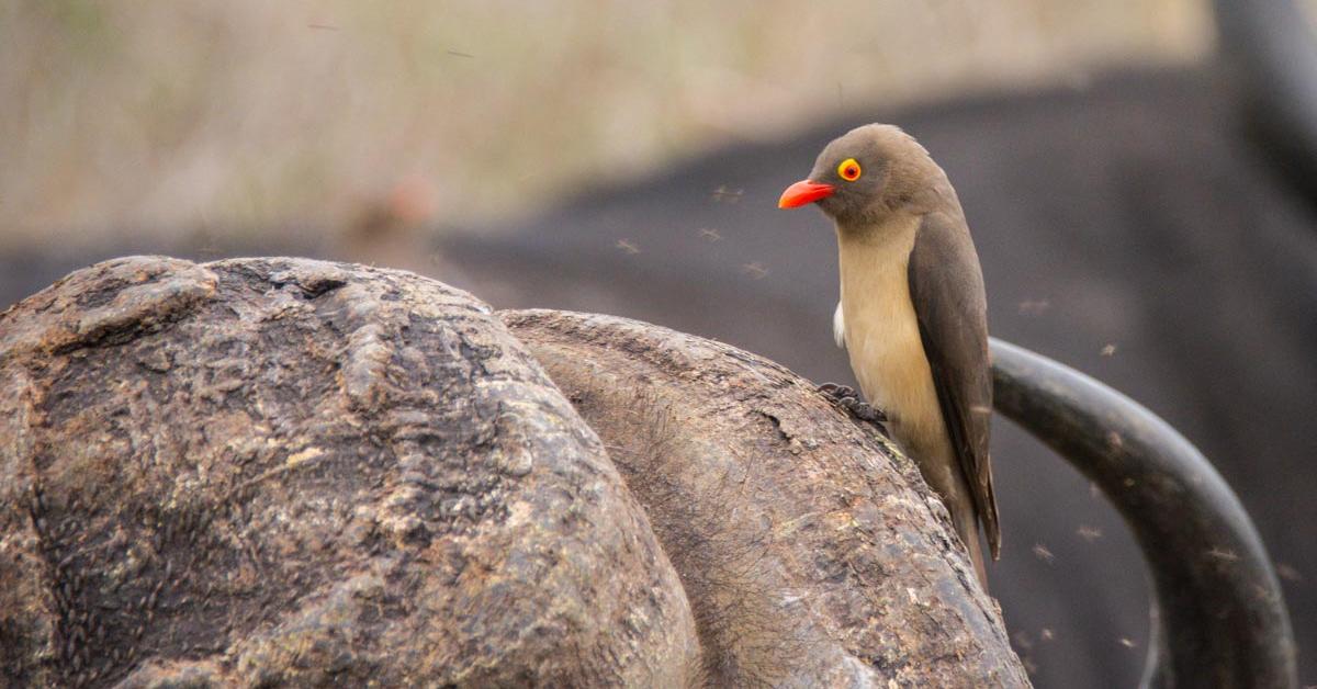 Photograph of the unique Oxpecker, known scientifically as Buphagus erythrorhyncus.