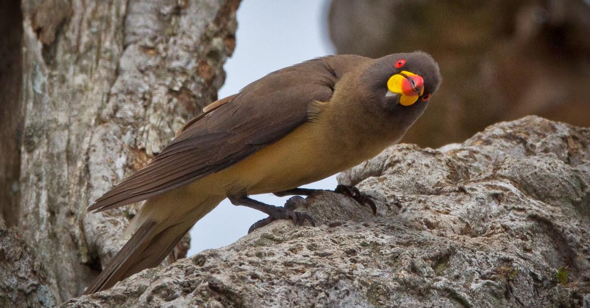 Insightful look at the Oxpecker, known to Indonesians as Burung Penghisap Darah.