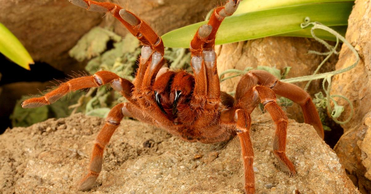 Captivating presence of the Orange Baboon Tarantula, a species called Pterinochilus murinus.