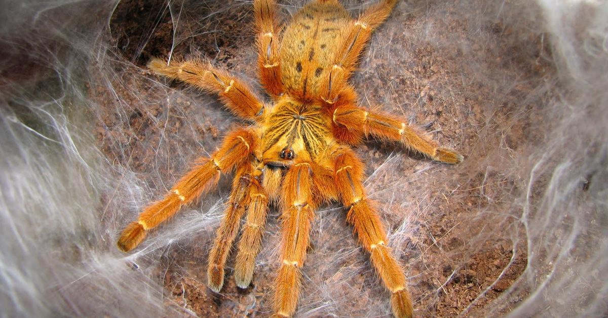 Natural elegance of the Orange Baboon Tarantula, scientifically termed Pterinochilus murinus.