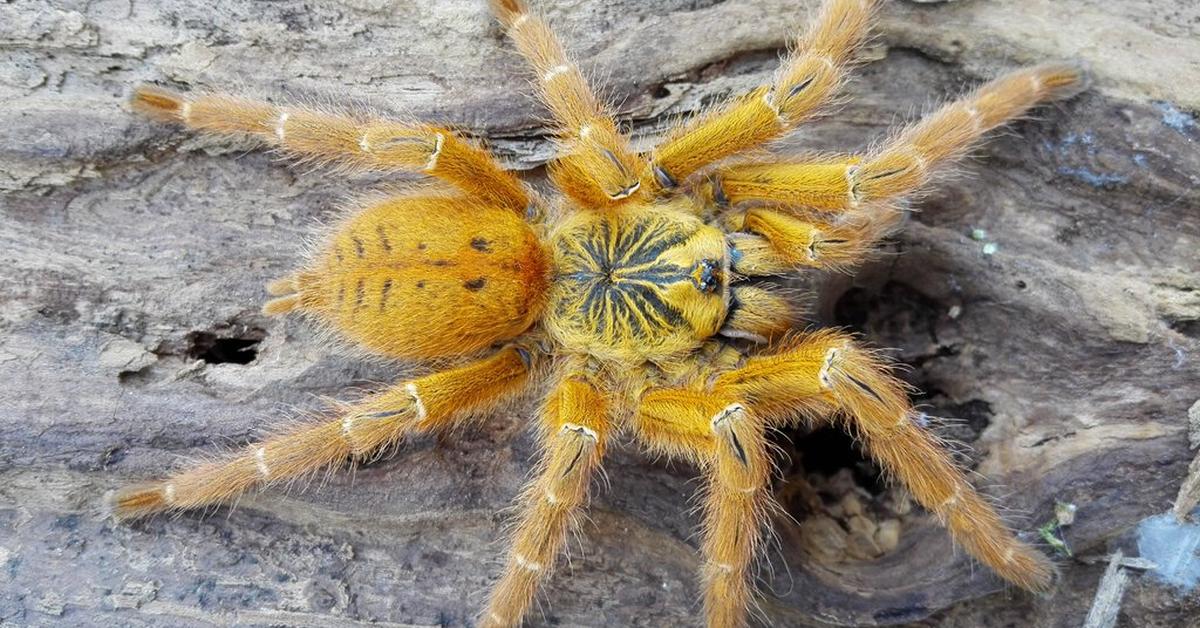 Photographic depiction of the unique Orange Baboon Tarantula, locally called Tarantula Oranye Baboon.