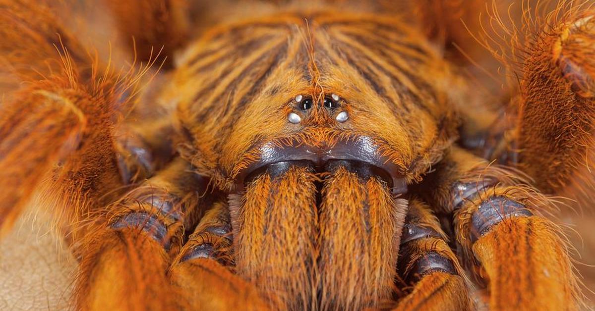 Glimpse of the Orange Baboon Tarantula, known in the scientific community as Pterinochilus murinus.