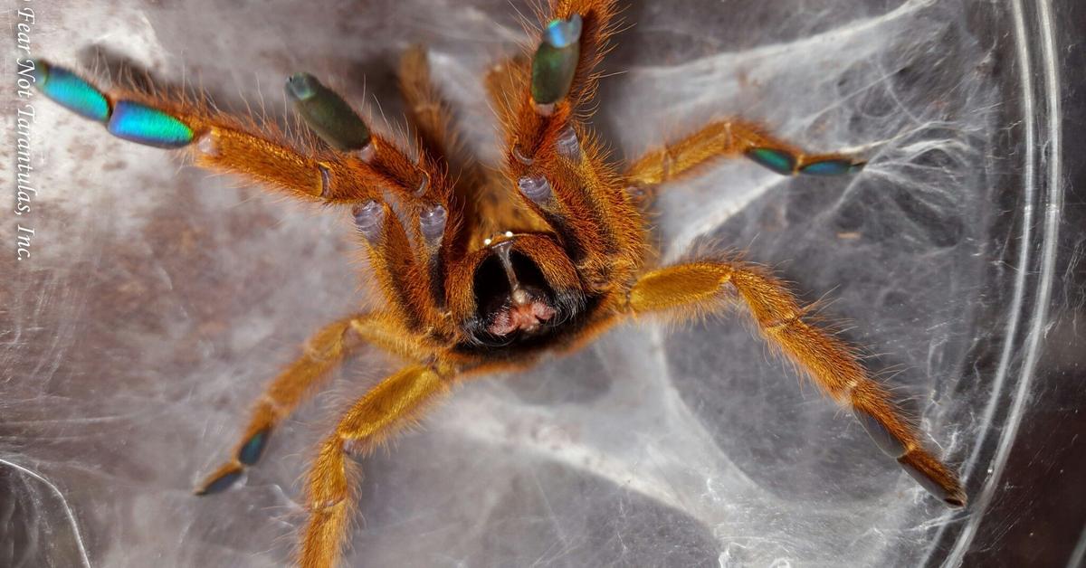 Unique portrayal of the Orange Baboon Tarantula, also called Tarantula Oranye Baboon in Bahasa Indonesia.