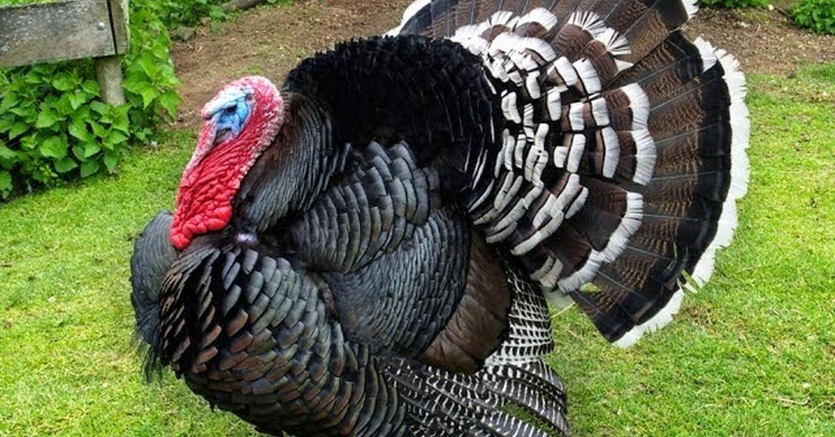 Photogenic Ocellated Turkey, scientifically referred to as Meleagris ocellata.