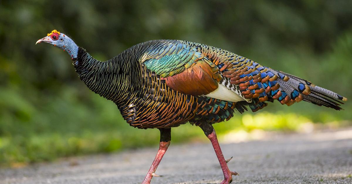 Detailed shot of the Ocellated Turkey, or Meleagris ocellata, in its natural setting.