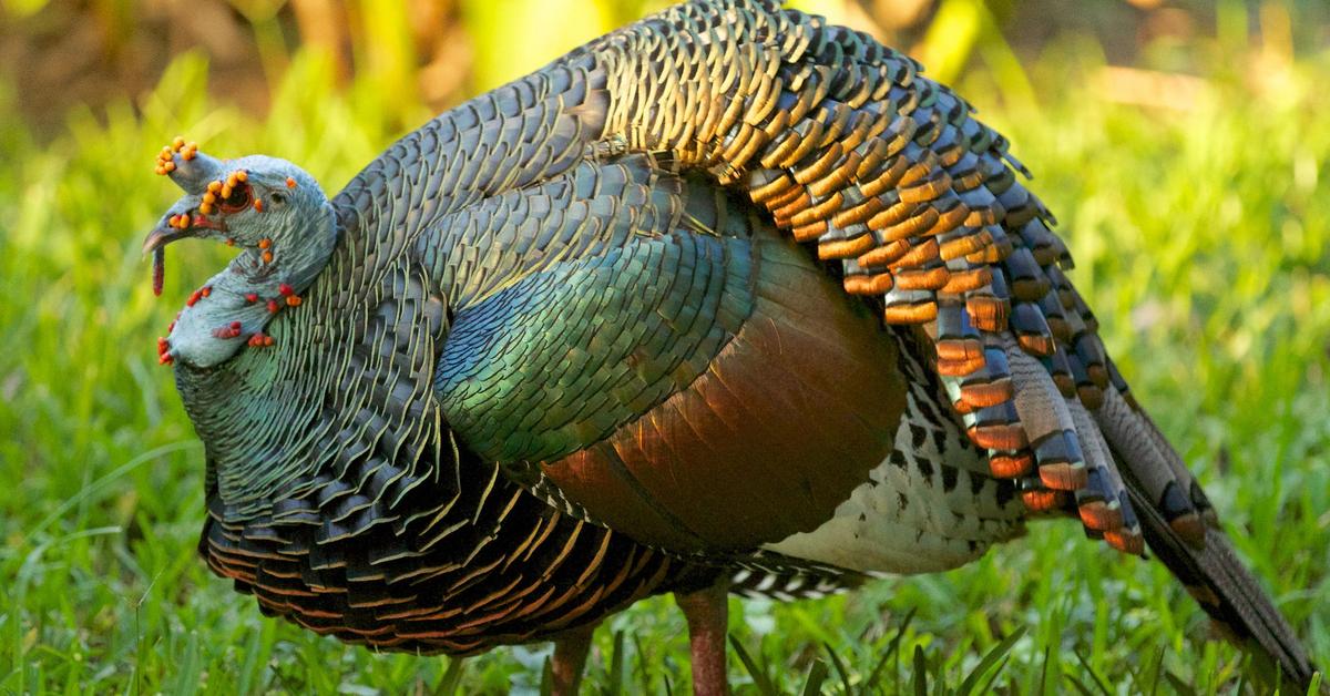 The Ocellated Turkey, a species known as Meleagris ocellata, in its natural splendor.