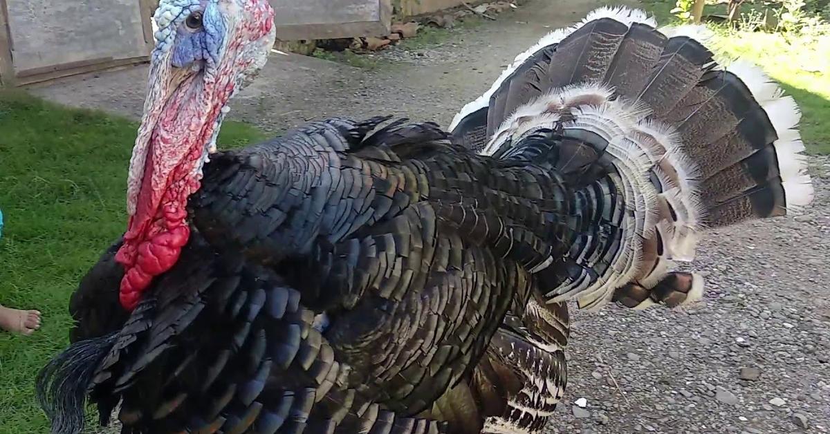 Exquisite image of Ocellated Turkey, in Indonesia known as Kalkun Oselat.