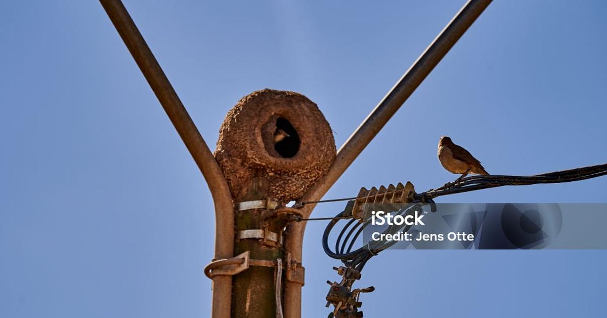 A beautiful representation of the Ovenbird, scientifically Seiurus aurocapilla.