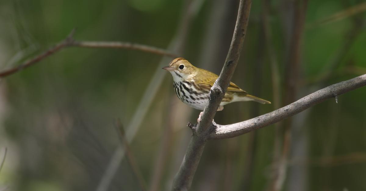 The remarkable Ovenbird (Seiurus aurocapilla), a sight to behold.