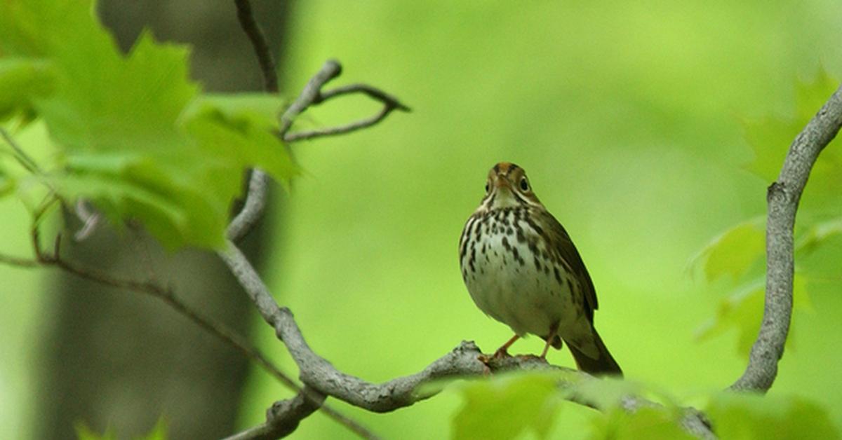 Insightful look at the Ovenbird, known to Indonesians as Burung Oven.