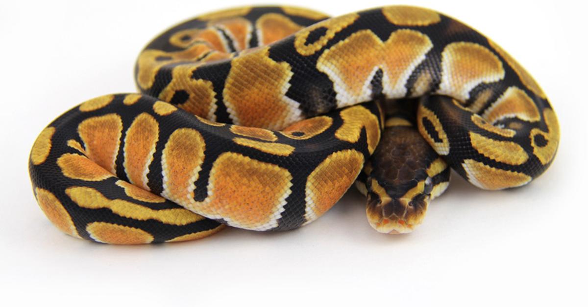 Vivid image of the Orange Dream Ball Python, or Piton Bola Mimpi Oranye in Indonesian context.