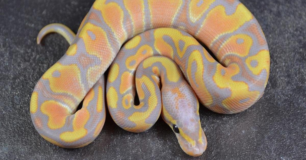 Close encounter with the Orange Dream Ball Python, scientifically called Python regius.