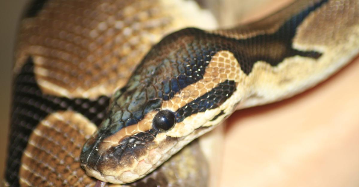 Captured beauty of the Orange Dream Ball Python, or Python regius in the scientific world.