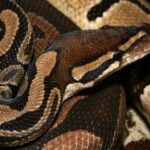 Exquisite image of Orange Dream Ball Python, in Indonesia known as Piton Bola Mimpi Oranye.