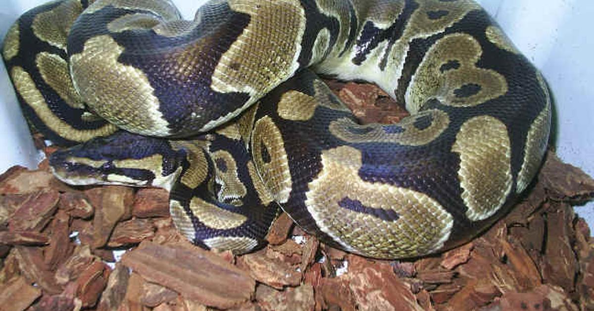 Dynamic image of the Orange Dream Ball Python, popularly known in Indonesia as Piton Bola Mimpi Oranye.