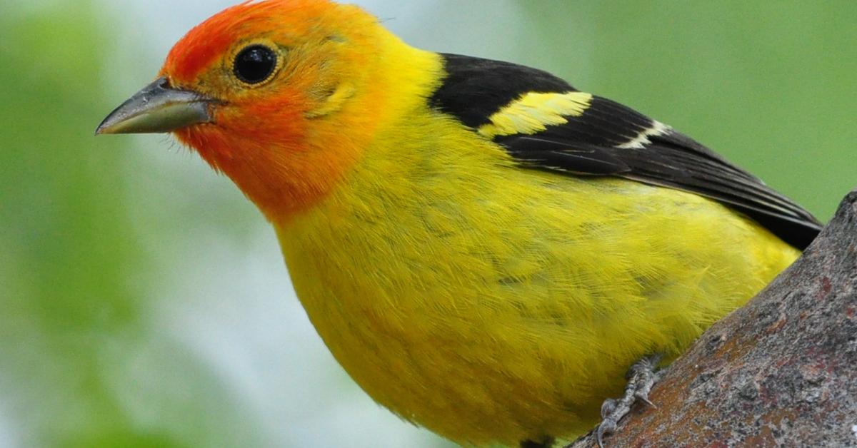 Snapshot of the intriguing Orange Tanager, scientifically named Thlypopsis sordida.