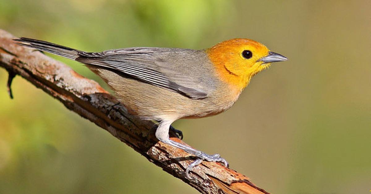 Visual of Orange Tanager, or Tanduk Jeruk in Indonesian, showcasing its beauty.