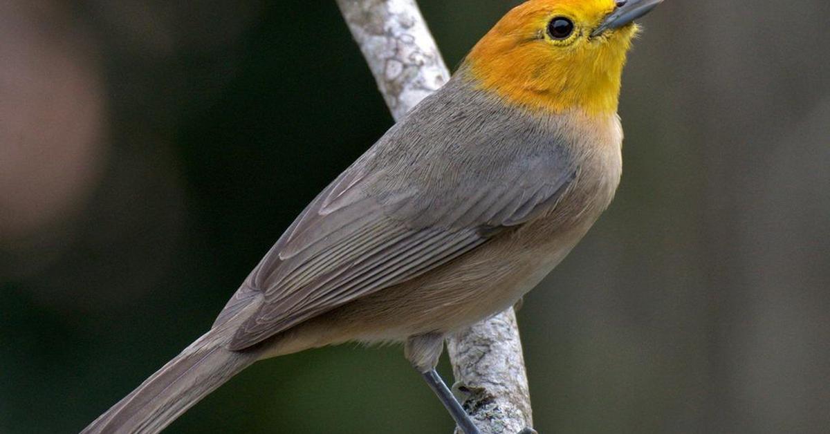 Portrait of a Orange Tanager, a creature known scientifically as Thlypopsis sordida.