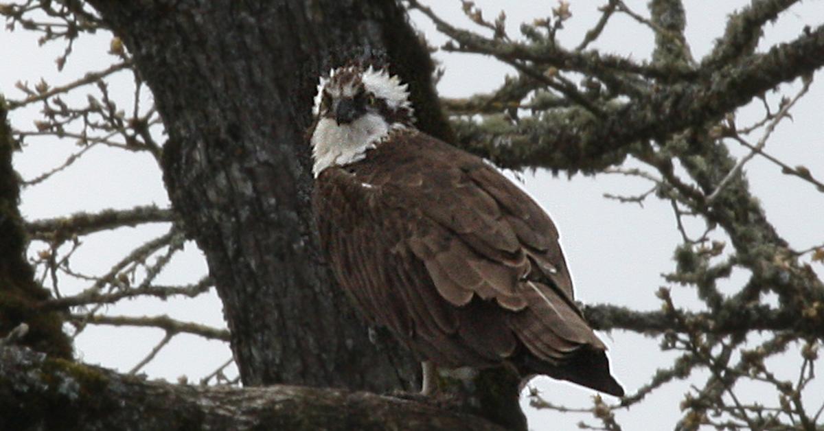 Captured elegance of the Osprey, known in Indonesia as Elang Pandai Mencari Ikan.