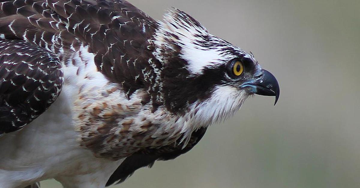 The Osprey, a beautiful species also known as Elang Pandai Mencari Ikan in Bahasa Indonesia.