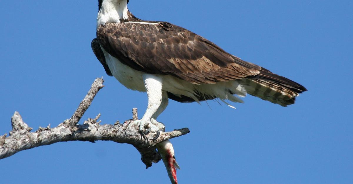 Visual of Osprey, or Elang Pandai Mencari Ikan in Indonesian, showcasing its beauty.