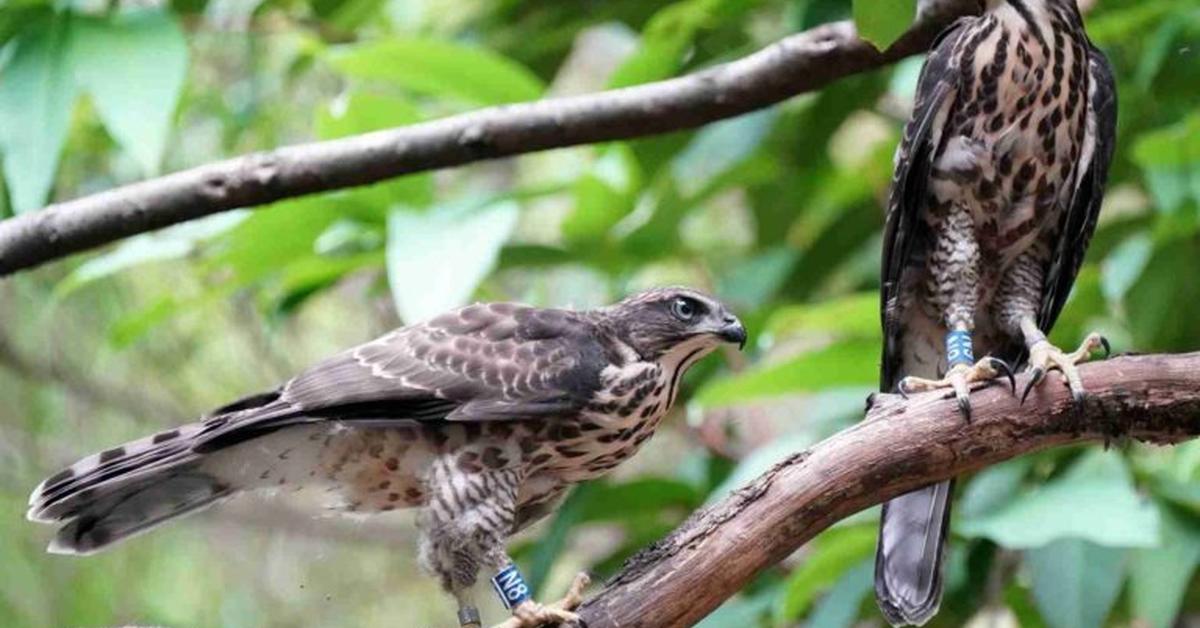 Captured moment of the Osprey, in Indonesia known as Elang Pandai Mencari Ikan.