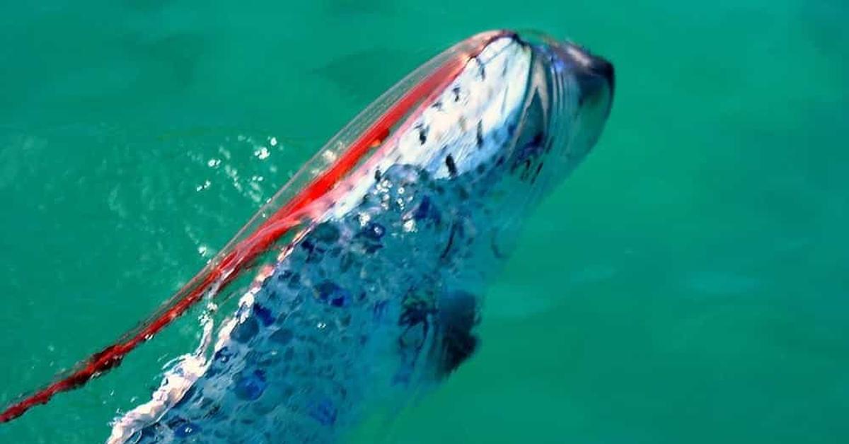 Image of the Oarfish (Regalecus glesne), popular in Indonesia as Ikan Oarfish.