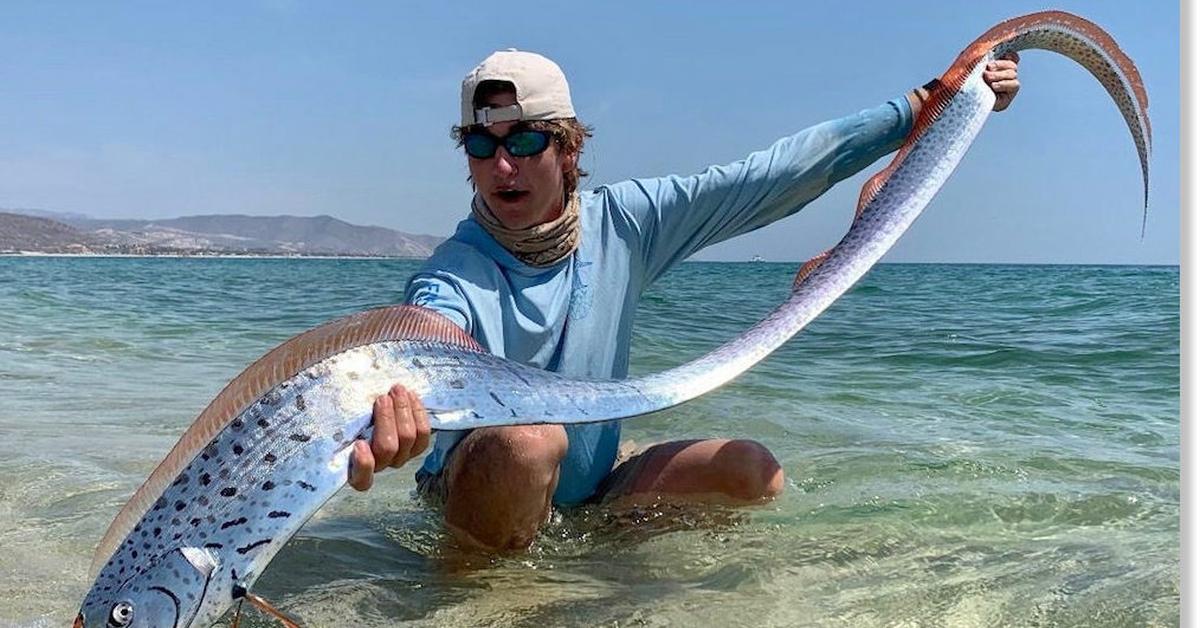 The Oarfish, an example of Regalecus glesne, in its natural environment.