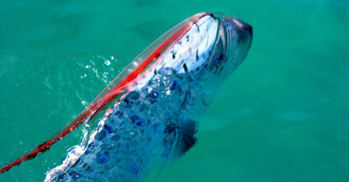 Captured moment of the Oarfish, in Indonesia known as Ikan Oarfish.