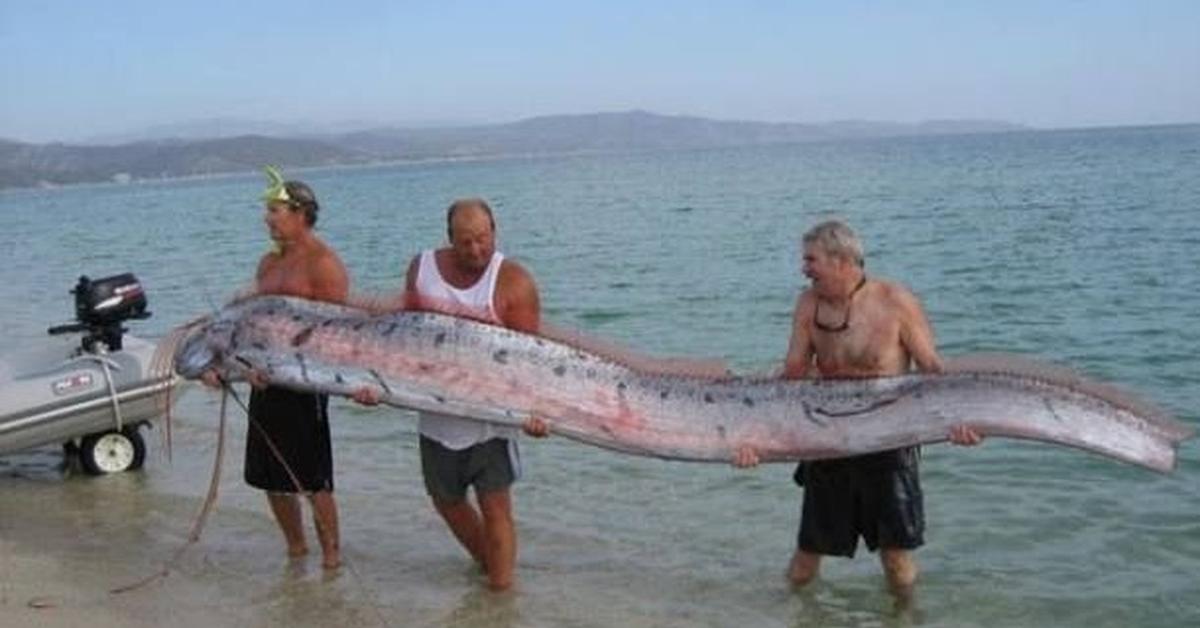 The elegant Oarfish (Regalecus glesne), a marvel of nature.