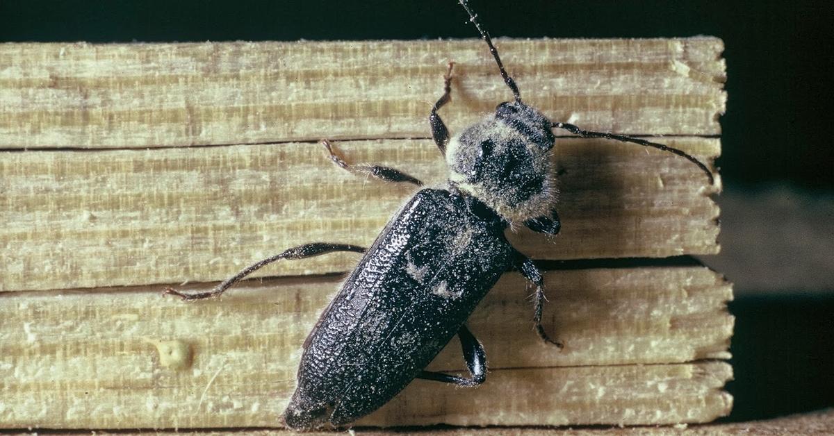 Enchanting Old House Borer, a species scientifically known as Hylotrupes bajulus.