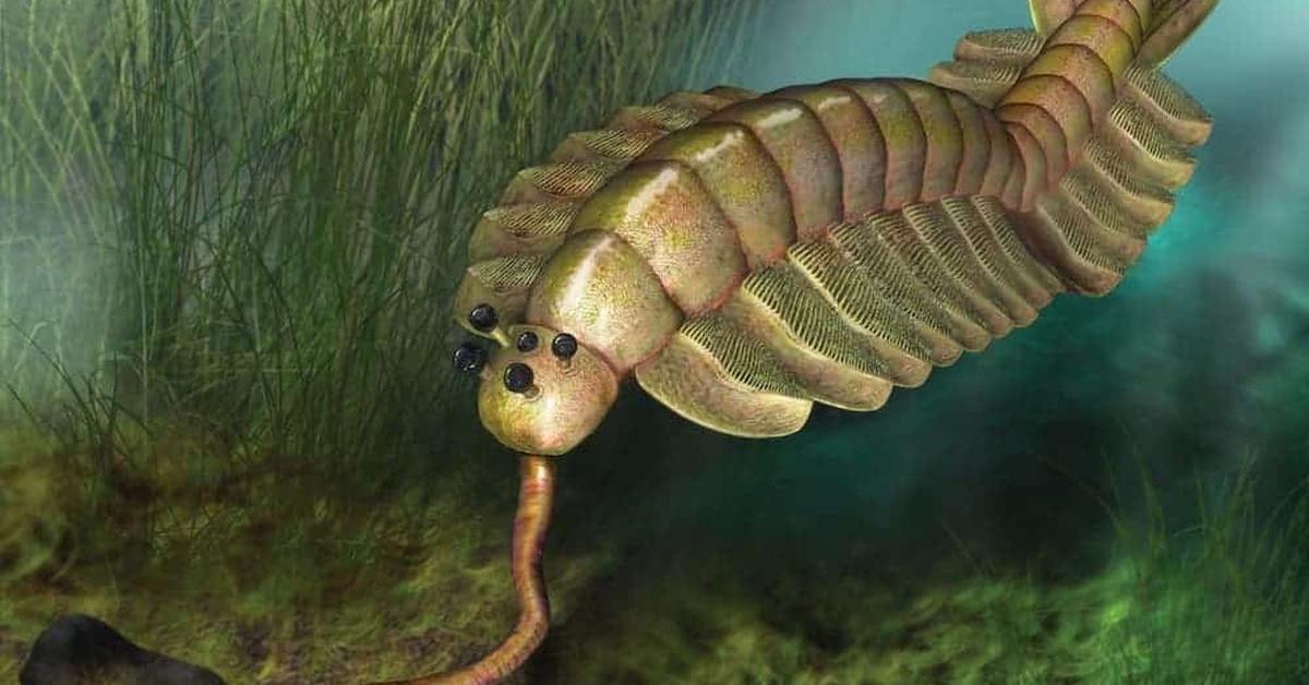 Portrait of a Opabinia, a creature known scientifically as Opabinia regalis.